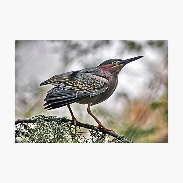 Item preview, GREEN HERON designed and sold by cdudak.