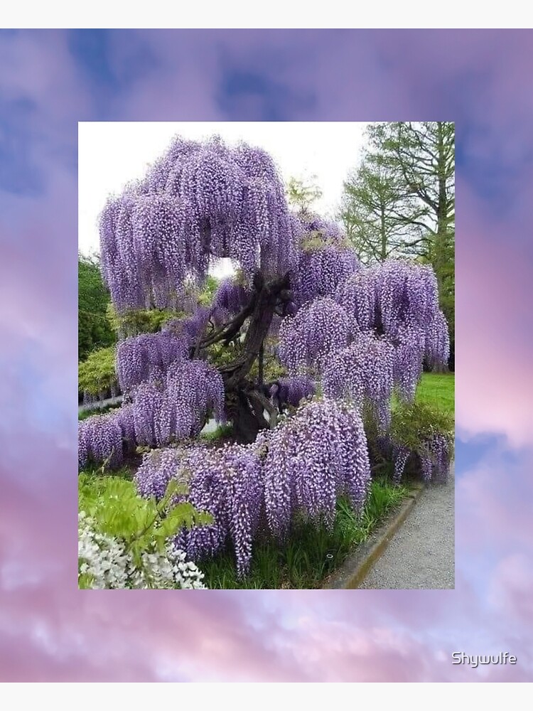 “Weeping Lilac Tree” Poster for Sale by Shywulfe | Redbubble