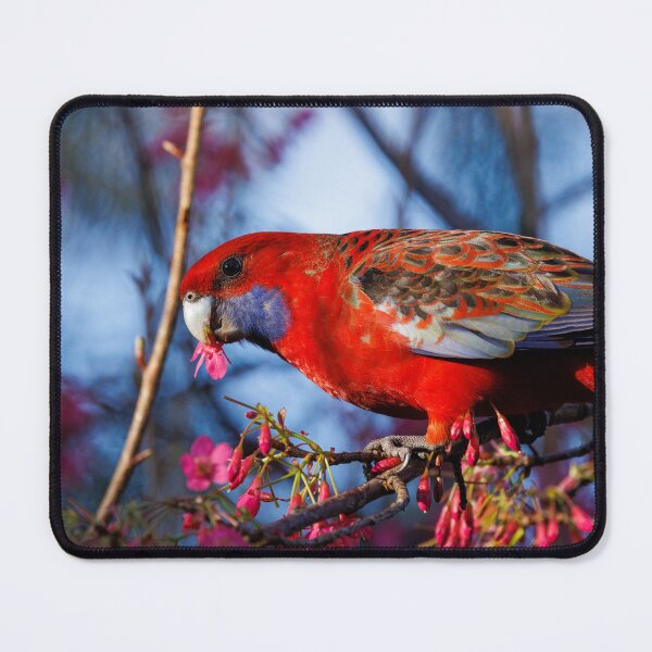 Item preview, Crimson Rosella with Cherry blossoms designed and sold by theleastone.