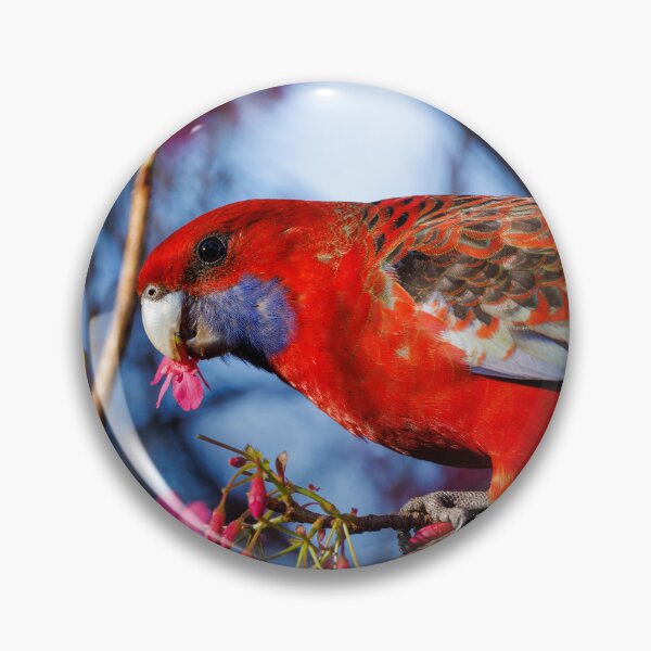 Item preview, Crimson Rosella with Cherry blossoms designed and sold by theleastone.