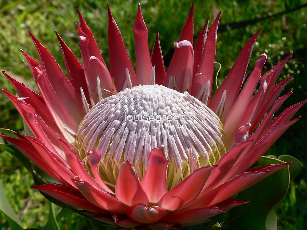  Protea  King  Red  by louisegreen Redbubble