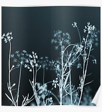 In the Still of the Night. Dark Floral Poster