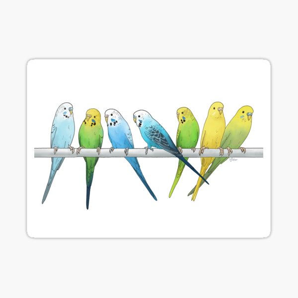 Parakeet Stickers Budgie Stickers Bird Stickers Cute Stickers Kawaii  Stickers Laptop Decals Fat Bird Stickers Birb Stickers -  Norway