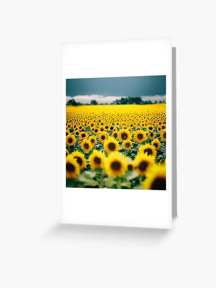 Sunflower Fields