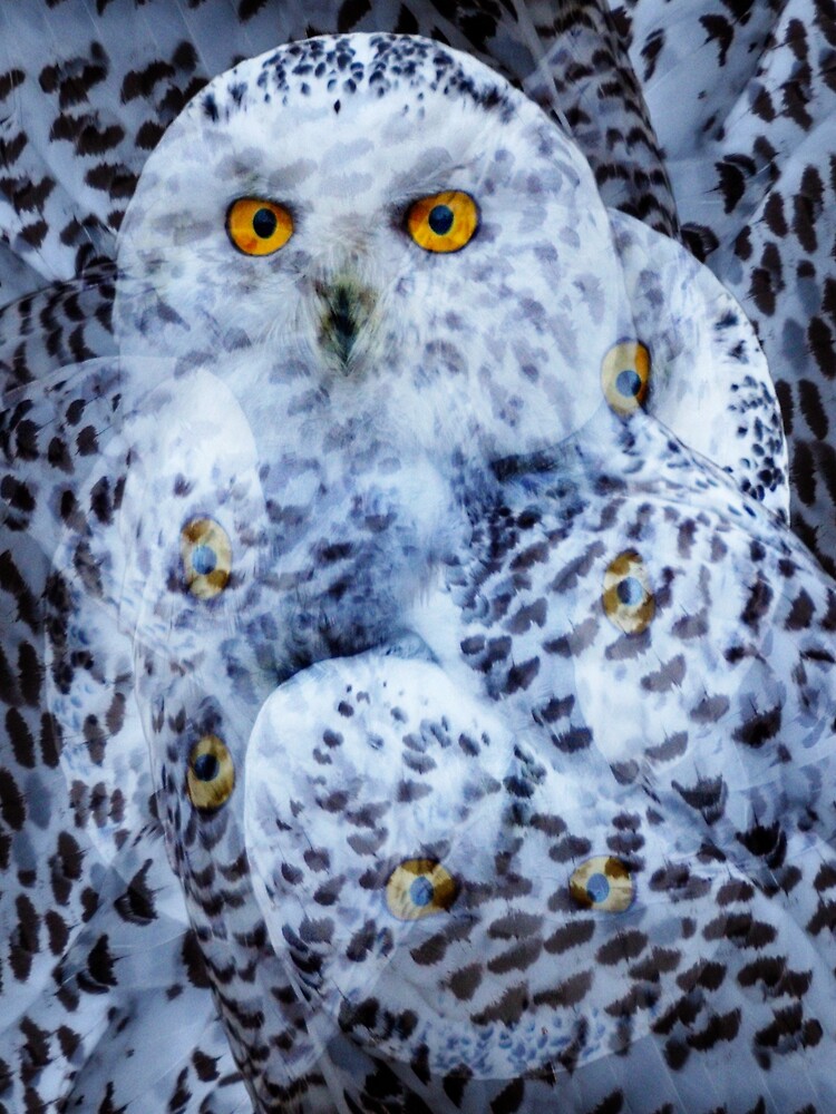Designs Inspired By Nature: Snowy Owl by AliusImago
