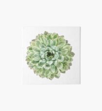 Green Succulent Art Board