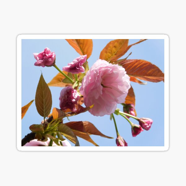 A Golden Spring Sticker