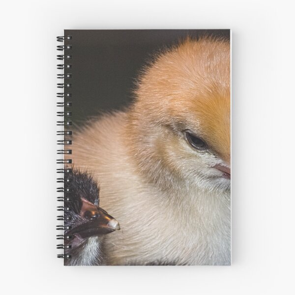 Item preview, Chickens Leith Park Victoria 20170706 0844  designed and sold by Fred Mitchell.
