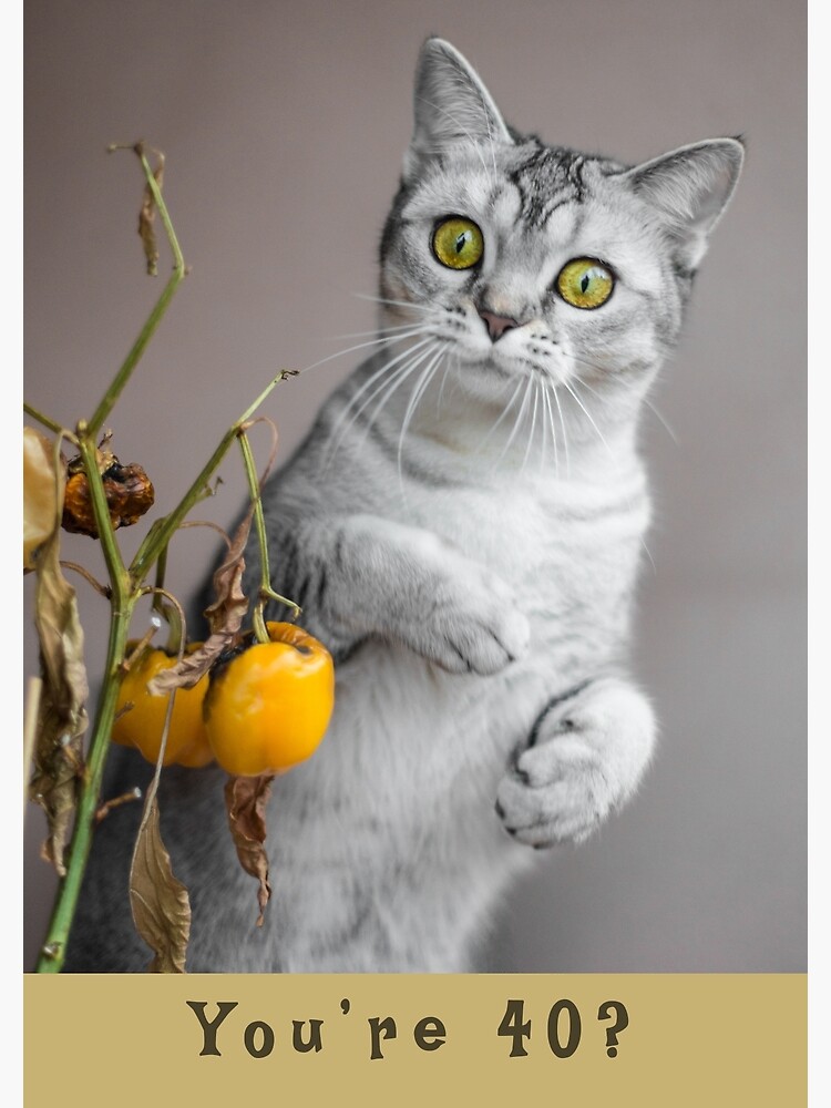 Funny Cat Happy 40th Birthday You're 40?