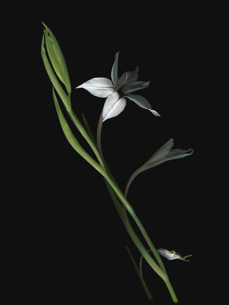 Thumbnail 7 of 7, Classic T-Shirt, Asiatic Lily Dark Floral designed and sold by LindasPhotoArt.