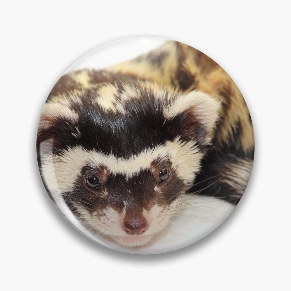 Item preview, Marbled polecat (Vormela peregusna) isolated on a transparent background. designed and sold by IaroslavB.