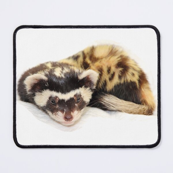 Item preview, Marbled polecat (Vormela peregusna) isolated on a transparent background. designed and sold by IaroslavB.