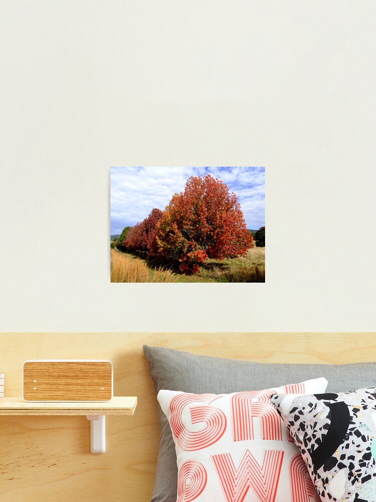 Thumbnail 2 of 3, Photographic Print, Autumn Trees designed and sold by theoddshot.