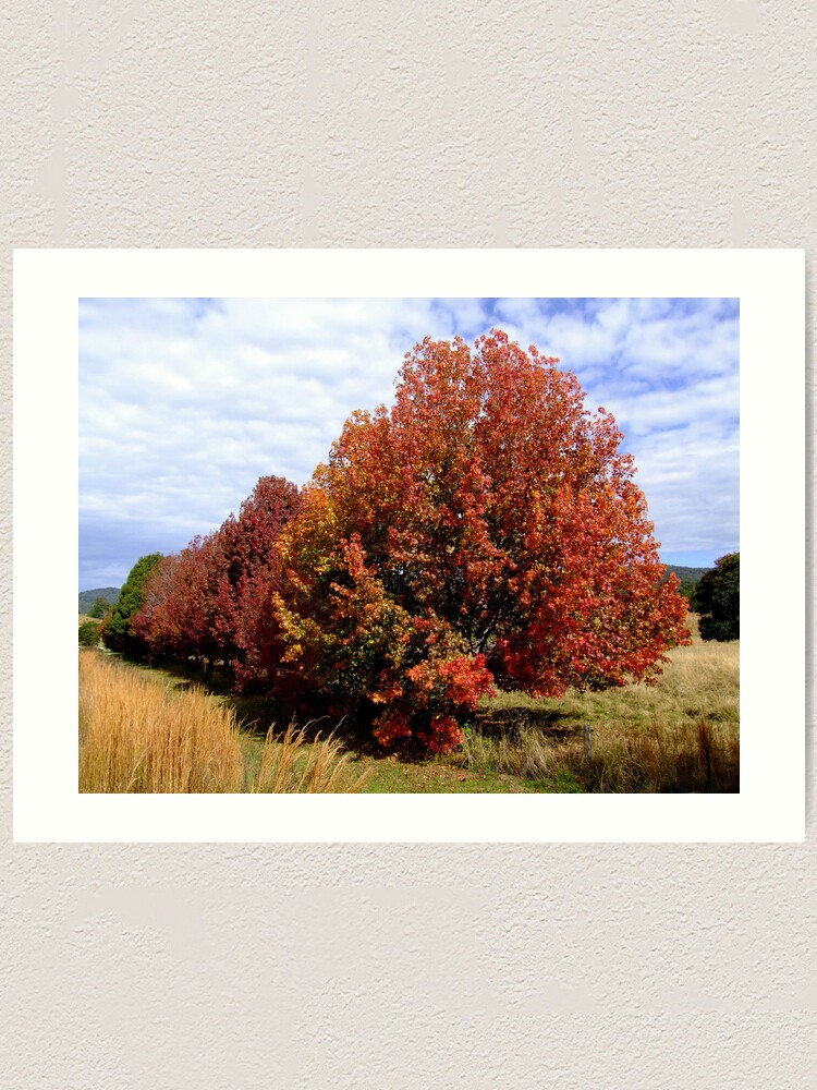 Thumbnail 1 of 3, Art Print, Autumn Trees designed and sold by theoddshot.