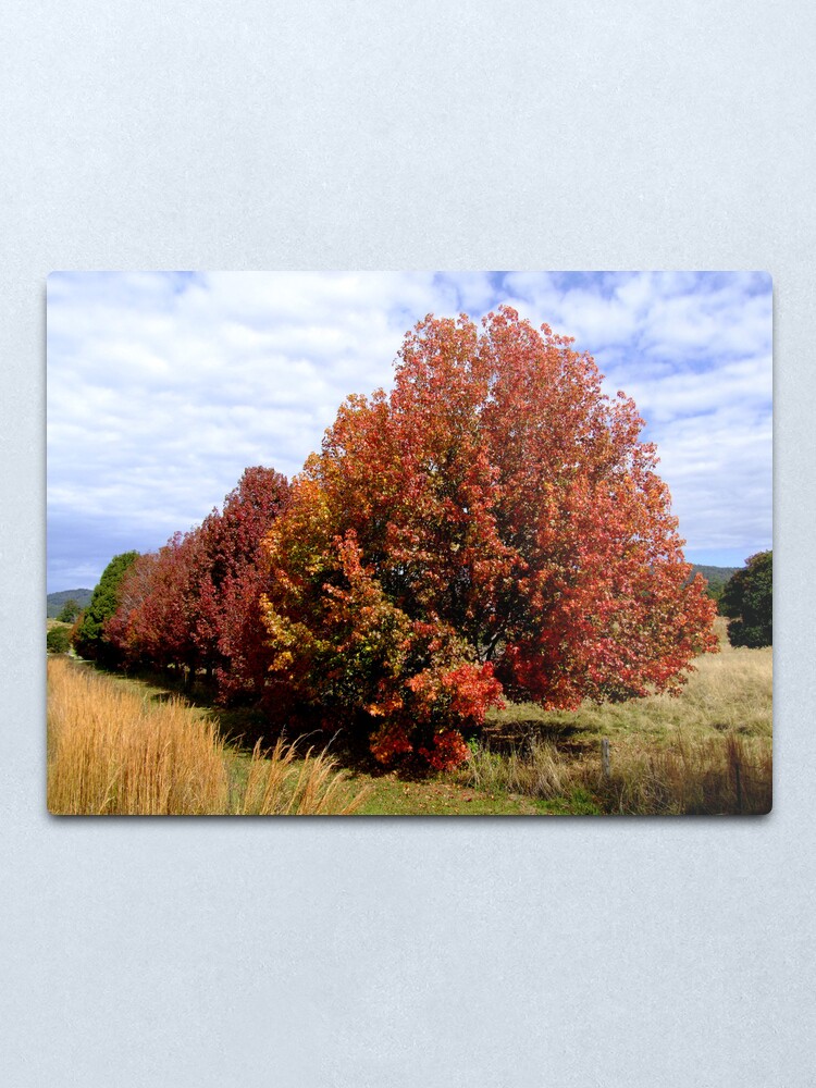 Alternate view of Autumn Trees Metal Print