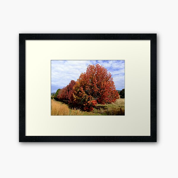Autumn Trees Framed Art Print