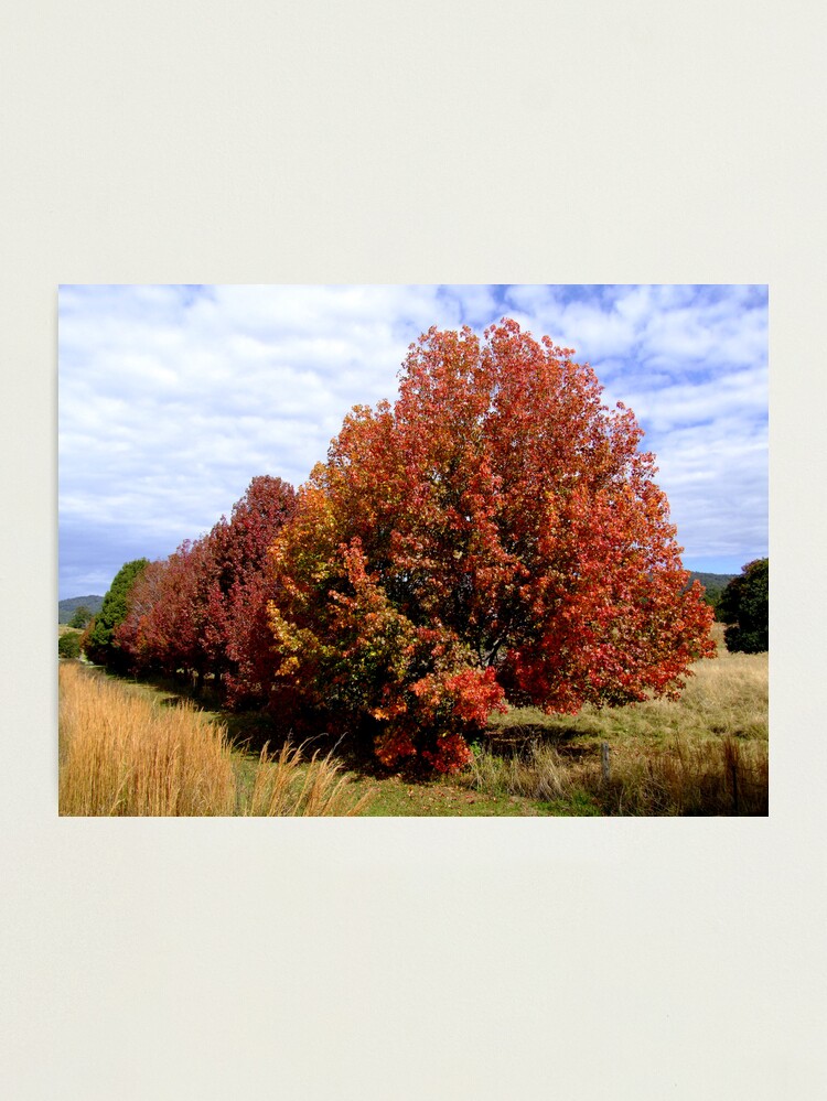 Thumbnail 1 of 3, Photographic Print, Autumn Trees designed and sold by theoddshot.