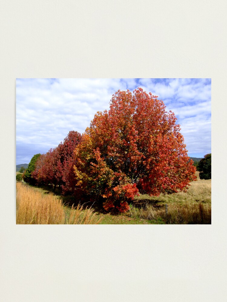 Alternate view of Autumn Trees Photographic Print