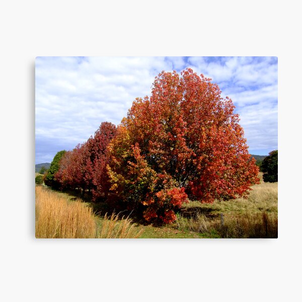 Autumn Trees Canvas Print