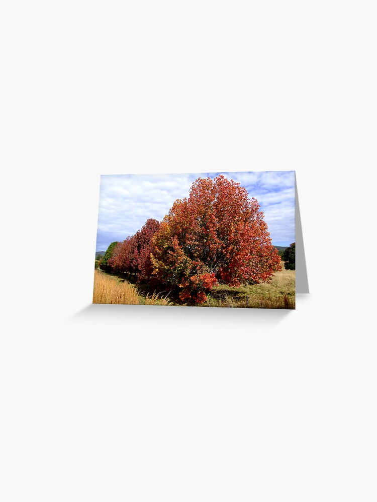 Thumbnail 1 of 2, Greeting Card, Autumn Trees designed and sold by theoddshot.