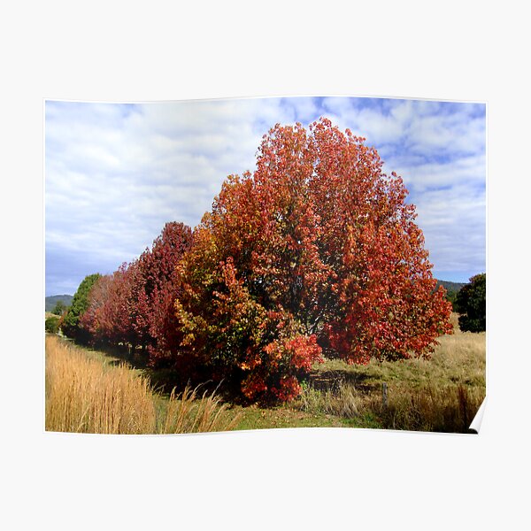 Autumn Trees Poster