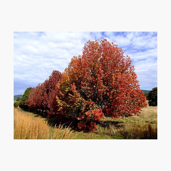 Photographic Print
