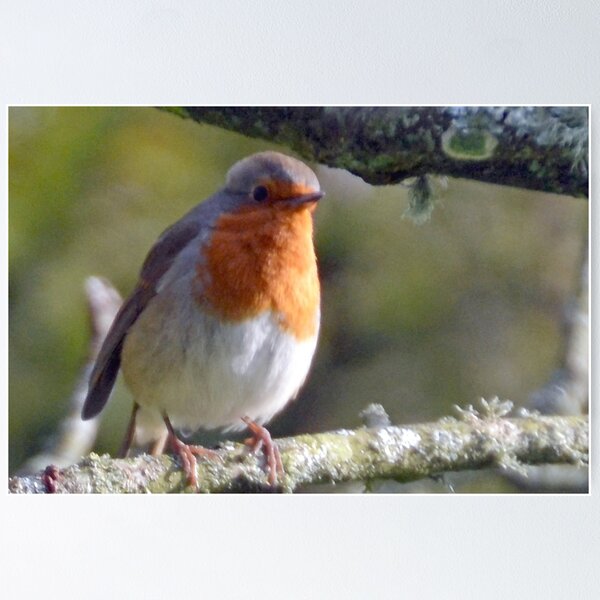 Item preview, Robin Redbreast............. designed and sold by lynn carter.