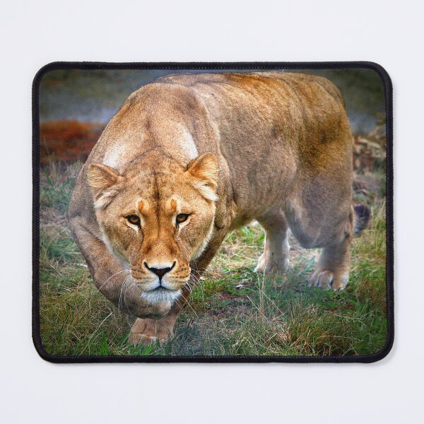 Item preview, Lioness Stalking Me!! designed and sold by Phil Le Cren.
