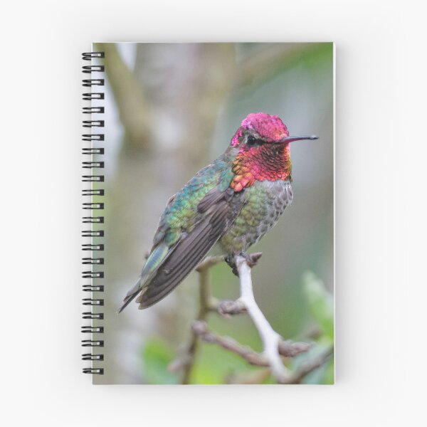 Item preview, Adult Male Anna's Hummingbird in the Plum Tree designed and sold by walkswithnature.
