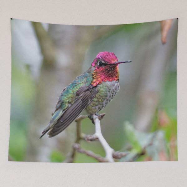 Item preview, Adult Male Anna's Hummingbird in the Plum Tree designed and sold by walkswithnature.