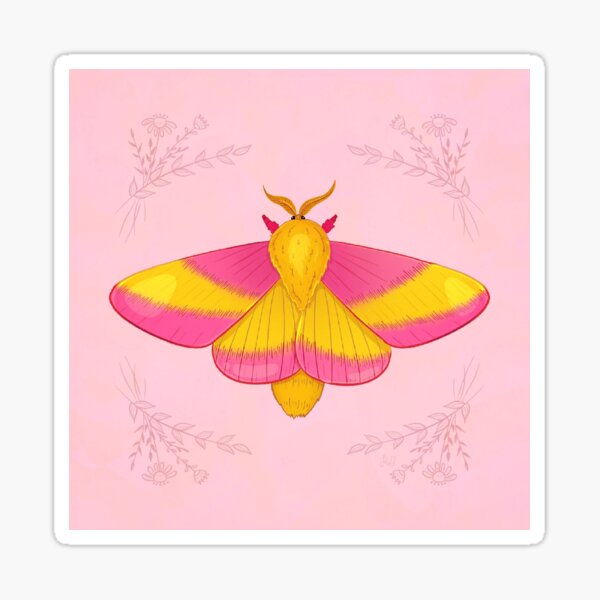 Fluffy Poodle Moth and Pink Lemonade Moth Sticker Set of 2 / Rosy Maple Moth  Sticker / Fluffy Moth Sticker / Laptop Sticker / Vinyl Stickers 