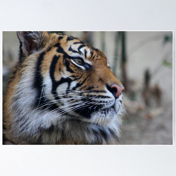 Item preview, Tigress designed and sold by Steve Bullock.