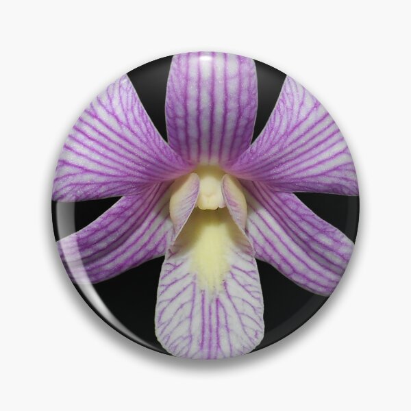 Item preview, Dendrobium orchid Candy Stripe with dark background  designed and sold by Floral-Art.