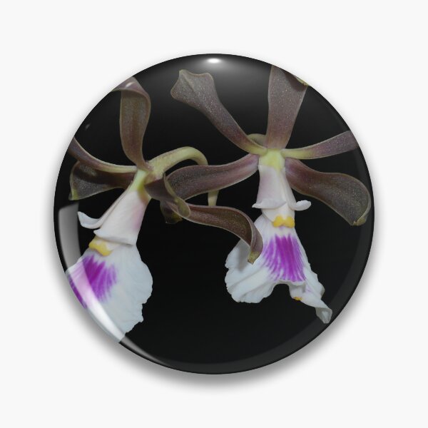 Item preview, Encyclia cordigera orchid with black background designed and sold by Floral-Art.