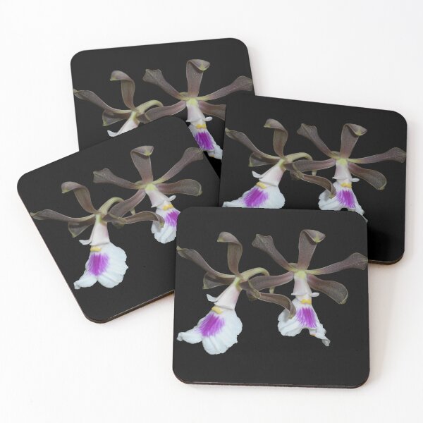 Item preview, Encyclia cordigera orchid with black background designed and sold by Floral-Art.