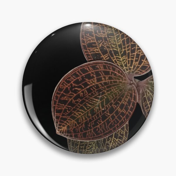 Item preview, Macodes lowii Jewel Orchid with dark background designed and sold by Floral-Art.
