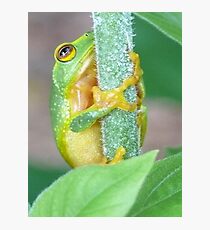 Peekaboo, I see you Fotodruck