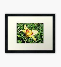Yellow Flower in Grass Framed Print