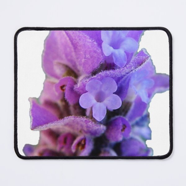 Item preview, Single Lavender flower head designed and sold by David-Howells.