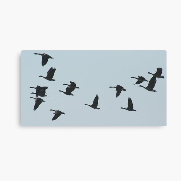 Flying In The Afternoon Sun Canvas Print