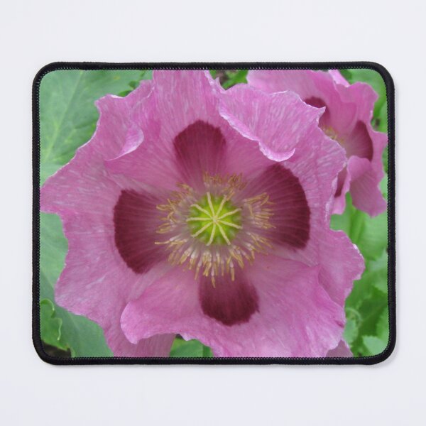 Item preview, Pink Breadseed Poppy designed and sold by Betty Mackey.