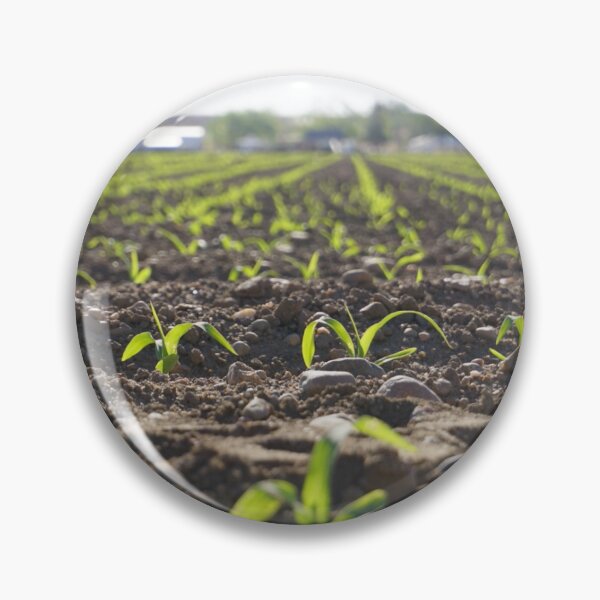 Item preview, Young Corn in Rows  designed and sold by cornman4960.