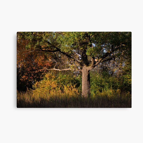 Autumn Colors Canvas Print