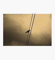 Wire Photographic Print
