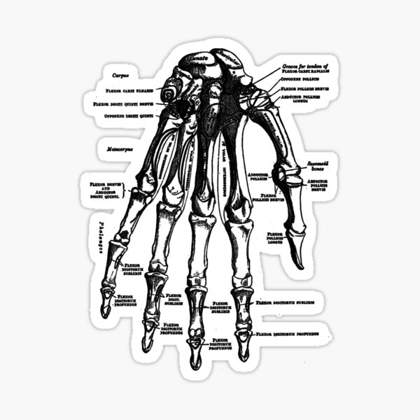 Vintage Anatomical Hand Sticker