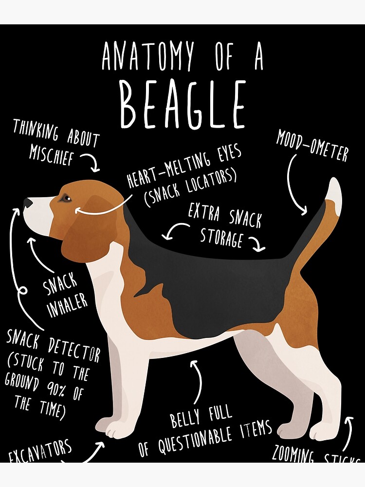 "Beagle Dog Anatomy" Poster for Sale by Psitta Redbubble