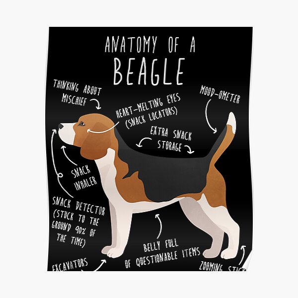 "Beagle Dog Anatomy" Poster for Sale by Psitta Redbubble