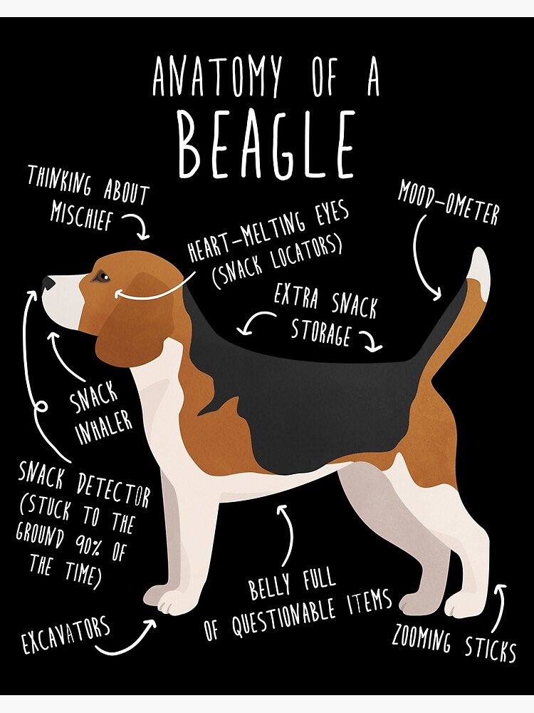 Galeriedruck for Sale mit Anatomie des Beagle-Hundes von Clara Hollins