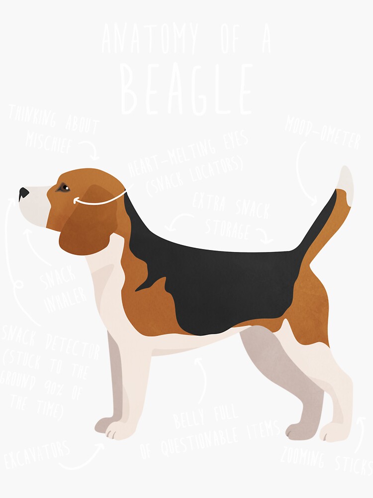 es un beagle harrier una buena mascota