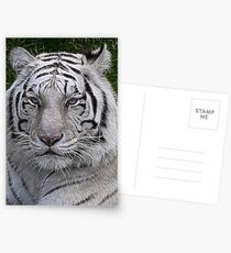White Tiger Postcards